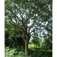 最新朴树价格|15公分朴树20公分朴树参考价格详细说明