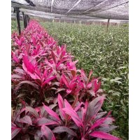 海南丰海富贵竹批发