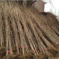 32公分银杏树|兴隆银杏|32公分银杏树价格表