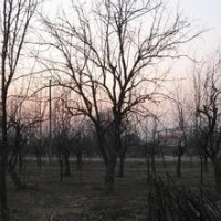 最新20公分臭椿价格最新臭椿报价