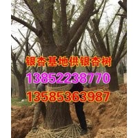 山东银杏树价格、兴隆银杏、28公分山东银杏树价格