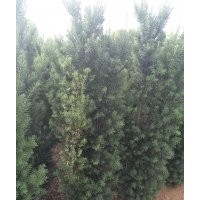 红豆杉1.5-1.8-2米高