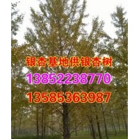 银杏树苗价格_兴隆银杏_30公分银杏树苗价格