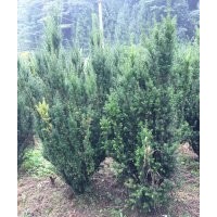 曼地亚红豆杉树