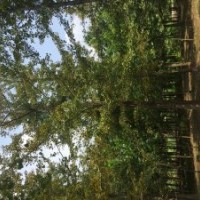 25公分银杏树价格