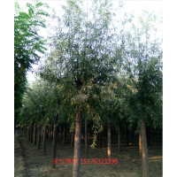 河北速生柳基地、保定速生柳价格、二次定杆旱柳图片平头发帽柳树