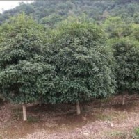 5公分桂花价格.8公分桂花价格.10公分桂花价格