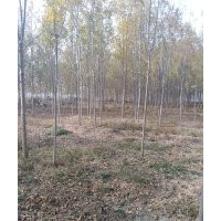 国槐白腊法桐常年供应规格齐全