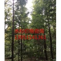 供应12公分水杉