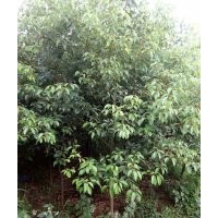 地径三、四、五公分的香樟