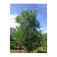 供应大文冠果 山桃 白榆