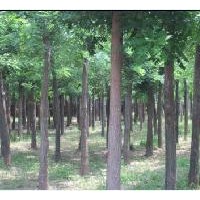 国槐，大国槐，15公分国槐价格，原生国槐，10公分国槐，二次发帽