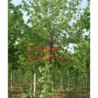 处理一批13公分法桐