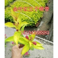 金叶红王子锦带