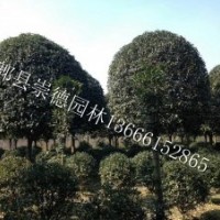 成都精品低价八月桂