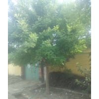 大量供应各种苗木