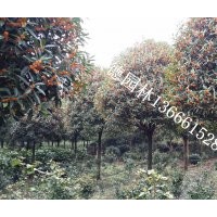 成都丹桂低价批发