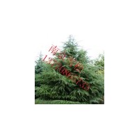 供应雪松 南京雪松 雪松价格 雪松批发价格