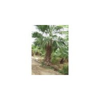 供应棕榈 南京棕榈 棕榈批发价格 棕榈价格