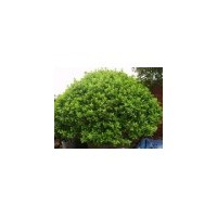 供应大叶黄杨 南京大叶黄杨 大叶黄杨批发价格