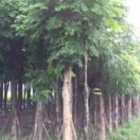 四川成都截杆栾树基地栾树价格栾树直销20公分栾树报价