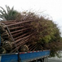 四川成都水杉基地水杉价格水杉直销5-8-30公分水杉