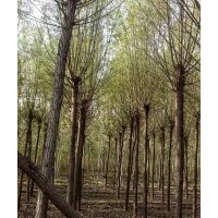 销售新疆杨，樟河柳，垂柳，金丝柳，河北杨，毛白杨，国槐