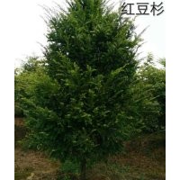 2-18公分罗汉松、2-15公分红豆杉