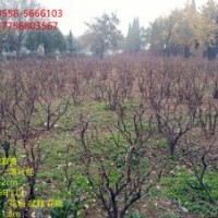 牡丹苗木大量供应 各种规格 欢迎选购