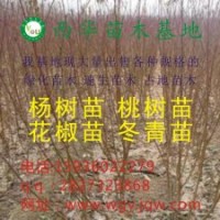 107杨树苗、花椒苗、桃树苗、梨树苗、国槐、法桐低价处理