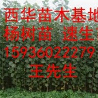 我基地现低价供应： 杨树苗、花椒苗、桃树苗、楸树、梨树苗、冬