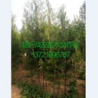 40-80公分侧柏苗供应基地