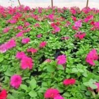 买草花到山一花卉苗木_草花_宁夏草花上门服务