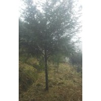 全国红豆杉种植中心