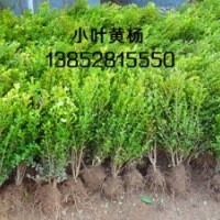 高度30公分小叶黄杨价格