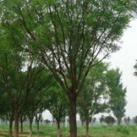 国槐河北国槐