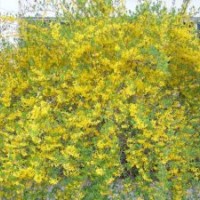 北京绿化苗木迎春出售