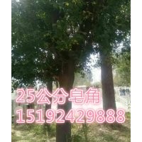 12公分皂角报价、16公分皂角报价