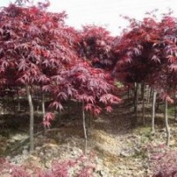 6公分红枫产地直销南京红枫报价