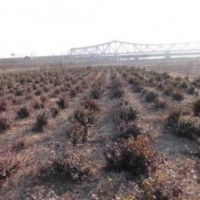 供应红枫种苗冬红北海道黄杨