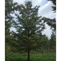 2017年最新银杏树报价
