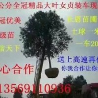 焦作大叶女贞15公分 苗木基地直销