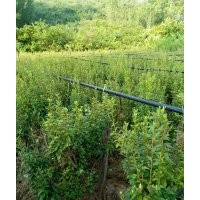 杜鹃花树桩，五角枫，黄栌