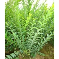 大量供应绿化苗木水腊堆.夹植水腊.水腊小苗