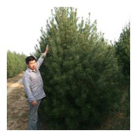 大量出售白皮松华山松