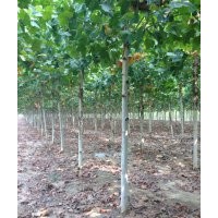 环保法桐胸径10公分法桐价格