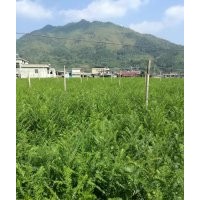 红豆杉苗优惠出售