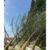 专供20公分银杏树