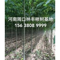 河南周口楸树金丝楸树楸树小苗重点培育种植基地