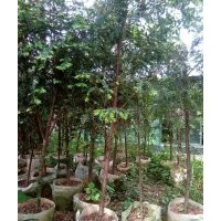 三四公分的红豆杉袋苗